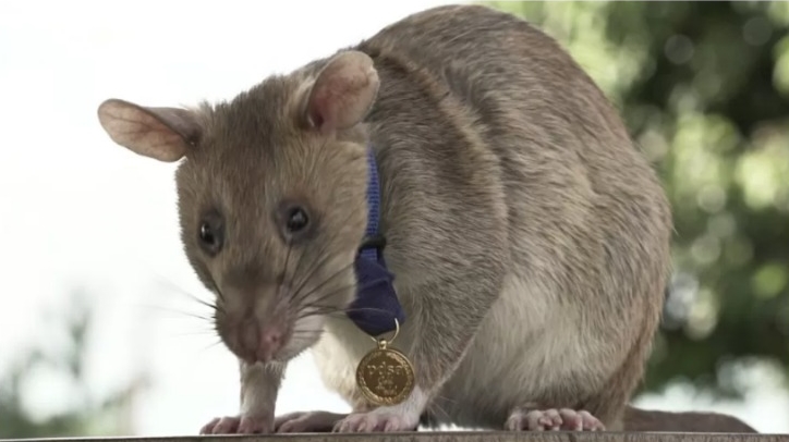Rata foi condecorada e recebeu medalha de ouro em setembro de 2020 dada por uma instituição britânica, a PDSA