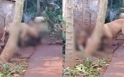 Mato Grosso do Sul: Casal de pitbulls invade casa e mata cachorro